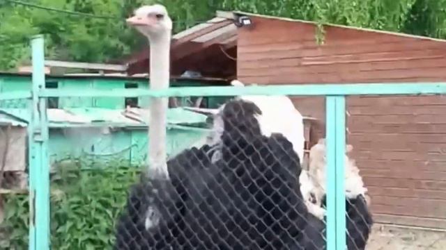 Страусы африканские - мини ферма Страус смотреть онлайн