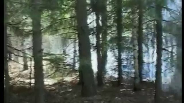 Какие бывают лесные пожары1 смотреть онлайн