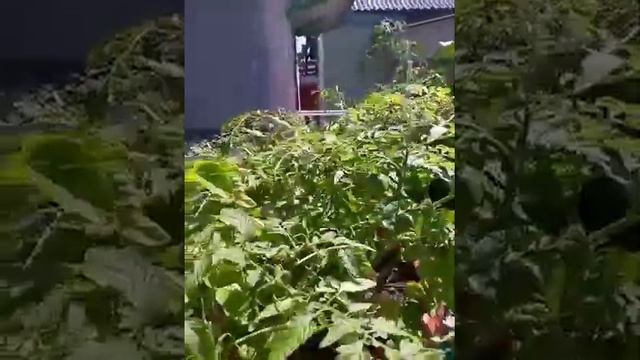 томат Ампельный смотреть онлайн