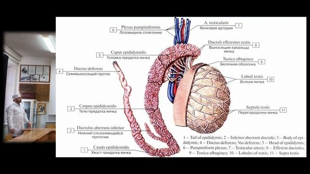 Семенной канатик. смотреть онлайн
