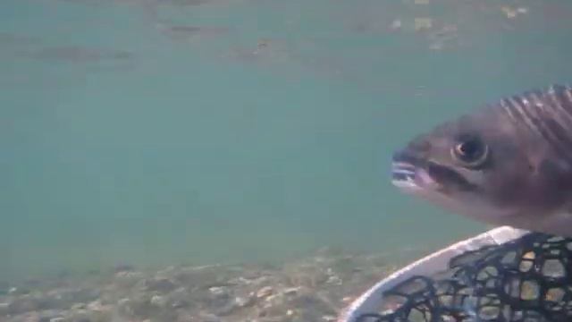 Amur Trout Release смотреть онлайн