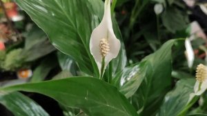 Цена женского счастья, виды спатифиллума