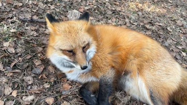 Алиса лиса. Лиса завладела диваном (Fox took over the couch).