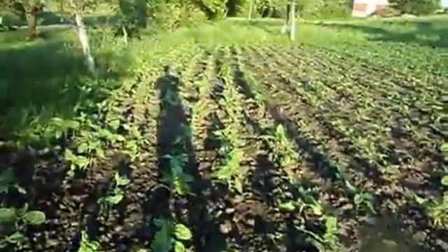 Резузьтат весенней обрезки ВИНОГРАДА! Сорт АЛЬФА. смотреть онлайн