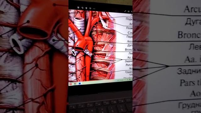 Строение аорты. Анатомия смотреть онлайн