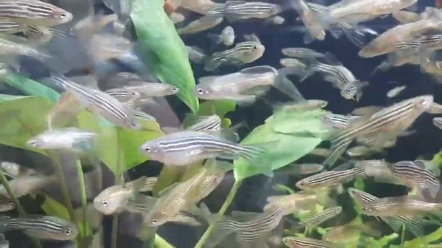 Данио Рерио и Леопардовые данио