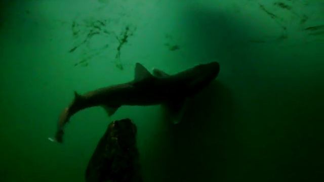 Morski pas-shark смотреть онлайн