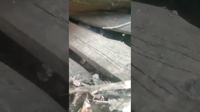 Под Тулой найдено 7 щенков. Предположительно метисы шарпея. Ищу дом или передержку. смотреть онлайн