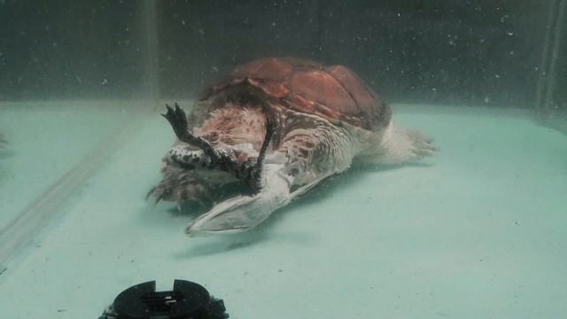 Giant Snapping Turtle Eats Live Crocodile (WARNING LIVE FEEDING) смотреть онлайн