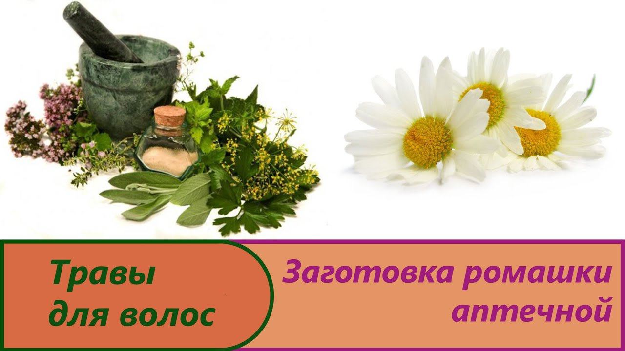 Заготовка ромашки аптечной.Изготовление ромашки на зиму.Свойства и польза лечебной ромашки  для тела