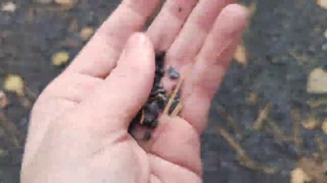 новый лесопарк в Лыткарино, уже положили гранитный отсев, и закладные под фонари смотреть онлайн