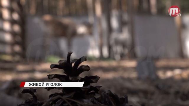 Тивиком побывал в гостях у животных живого уголка Этнографического музея народов Забайкалья смотреть онлайн