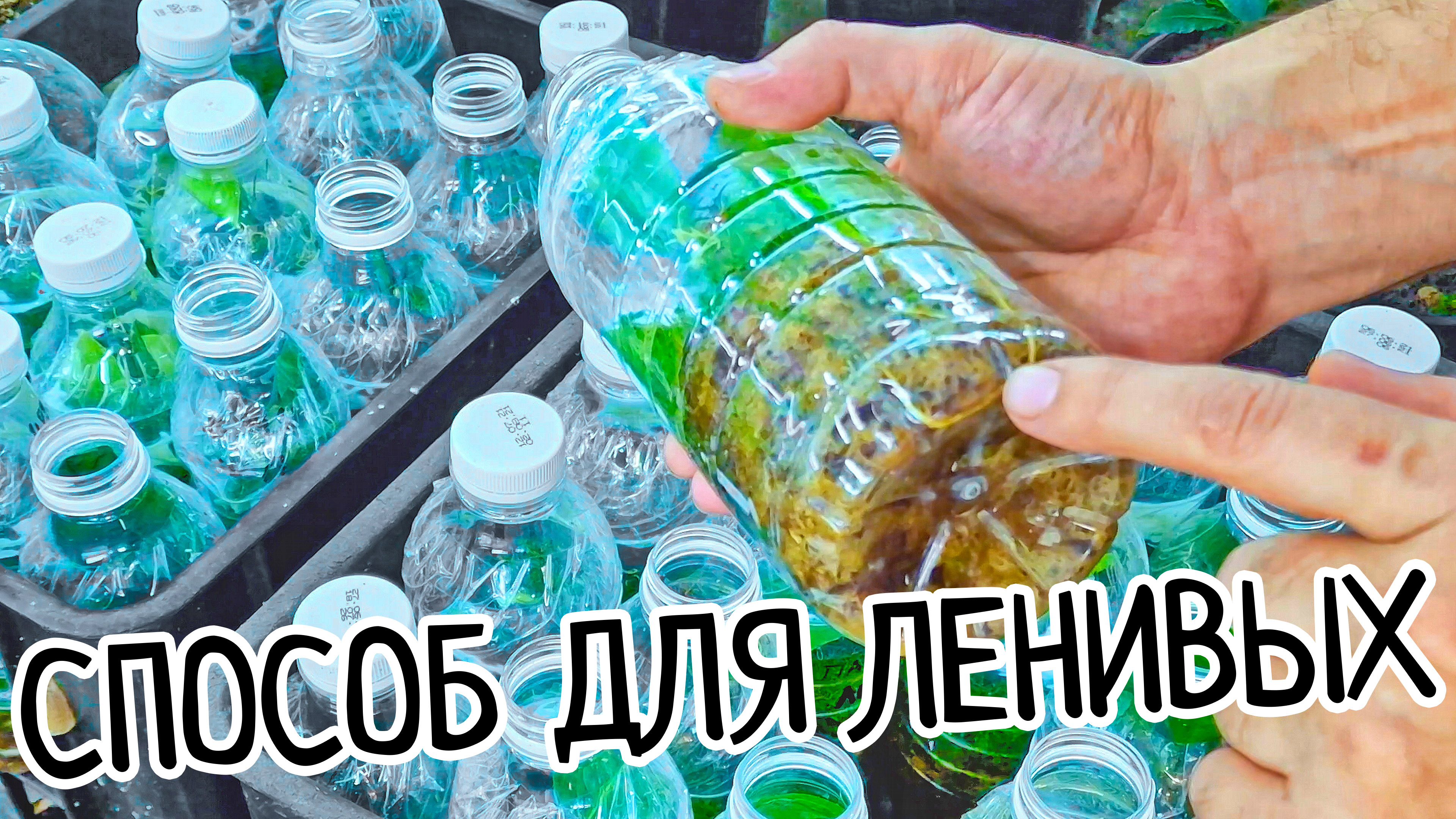 Автоматическое укоренение черенков. Следить НЕ НУЖНО. Саженцы лимона. Лучший способ укоренения! смотреть онлайн