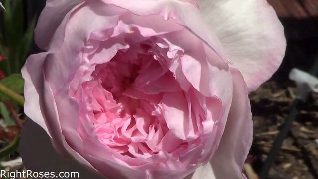 THE MILL ON THE FLOSS ROSE REVIEW | THE RIGHT ROSES | DAVID AUSTIN 2018