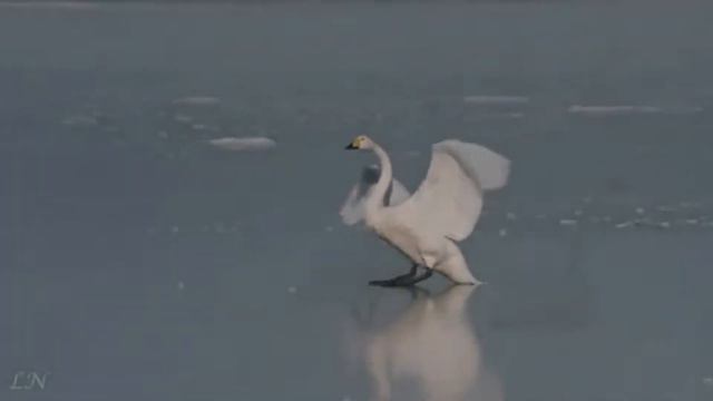 ХРУПКАЯ КРАСОТА смотреть онлайн