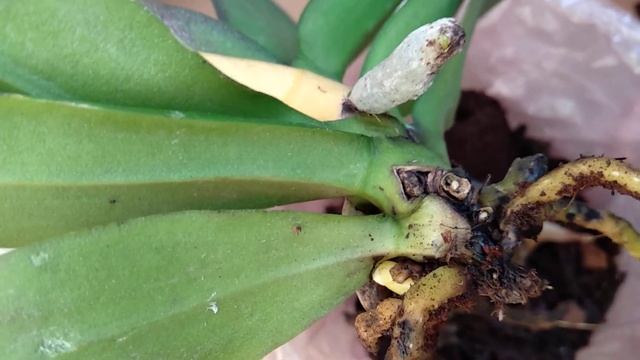 ОПУСТИ орхидеи В ЭТО! корни ЯВЯТСЯ! листья ОКРЕПНУТ! борная кислота ВОСКРЕСИТ орхидеи! ПРОСТОЙ поли