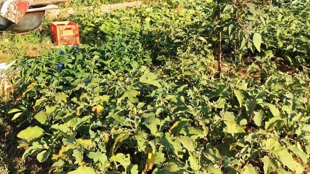 ХОЗПОСТРОЙКИ БЕЗ ЗАТРАТ ИЗ ТОГО ЧТО   БЫЛО?????☀️??