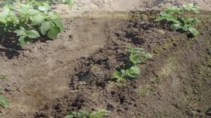 ПОСАДКА КАРТОФЕЛЯ В ГРЕБНИ