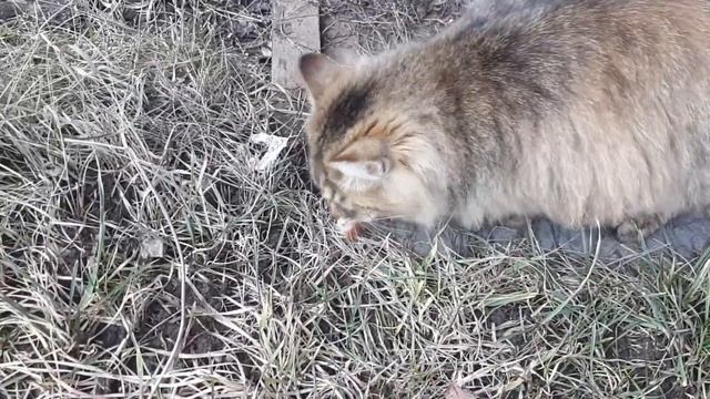 Жарю Свиной шашлычок и Куринные купаты ! смотреть онлайн