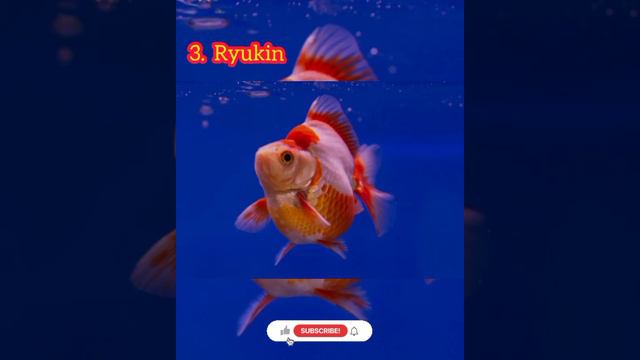Top 5 Best Fancy Goldfish Breed #shortvideo #aquarium #goldfish #trending 🔥🔥🔥🔥 смотреть онлайн