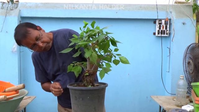 কীভাবে বোগেনভিলিয়ার বনসাই তৈরি করবেন || How to create bonsai of Bougainvillea || (full update) смотреть онлайн