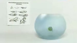 ИНТЕРЕСНЫЕ ФАКТЫ 'Головастик'