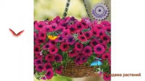 Петуния ампельная Изи Вейв Бургунди Велюр ? обзор: как сажать, семена петунии