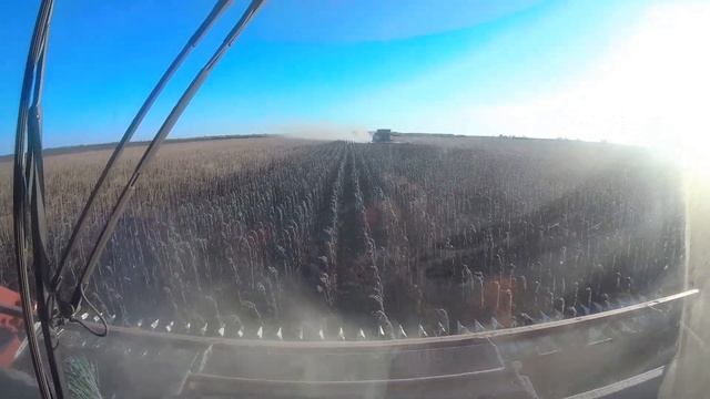 Уборка подсолнечника 2023 год. смотреть онлайн