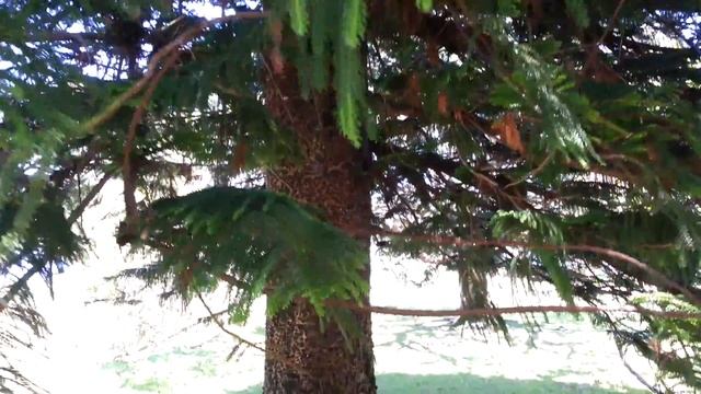 Norfolk Island Pine Araucaria heterophylla HD 01 смотреть онлайн