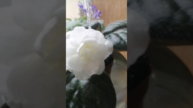 @Вітусині фіалочки. Що ж в мене зараз на стелажах? Дивимось. смотреть онлайн