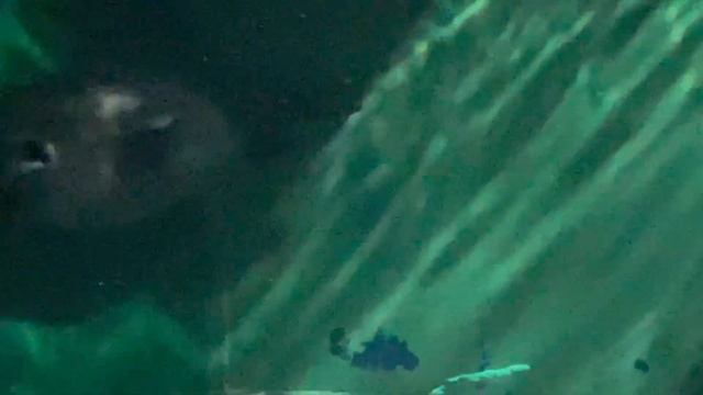 Нерпы в музее Байкала смотреть онлайн