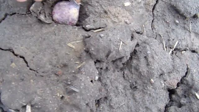 Весенняя подкормка чеснока. смотреть онлайн