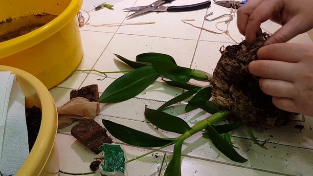 Посадка дендрофаленопсис смотреть онлайн