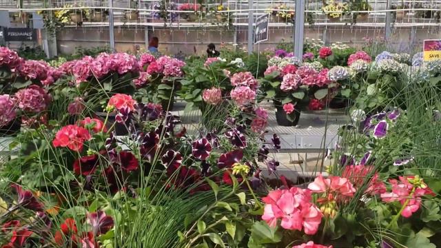 Flower Plants Shopping at the Floral Acre Greenhouse & Garden Centre смотреть онлайн