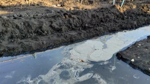 ? Без ЭТОГО ВЛАГОЗАРЯДКОВОГО ПОЛИВА виноград плохо зимует и плохо растет. Когда? Сколько? Зачем? смотреть онлайн