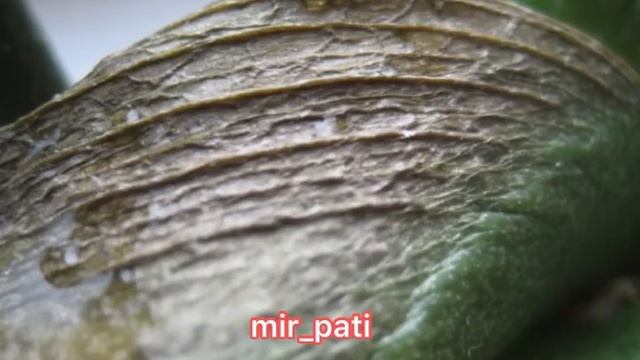 КАК ОПРЕДЕЛИТЬ БОЛЕЗНИ ОРХИДЕИ ПО ЛИСТЬЯМ? смотреть онлайн