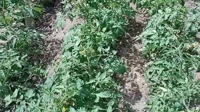 Мой маленький огород с претензией на большой урожай) смотреть онлайн