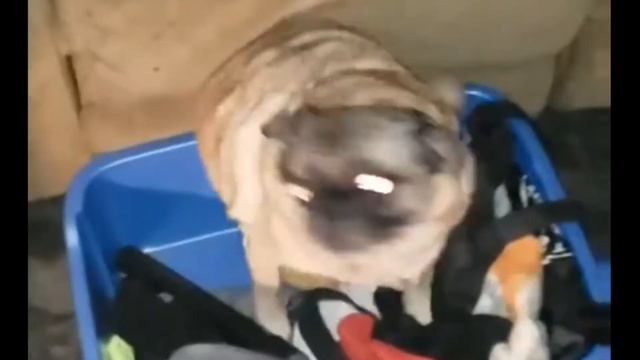 мопс флексит смотреть онлайн