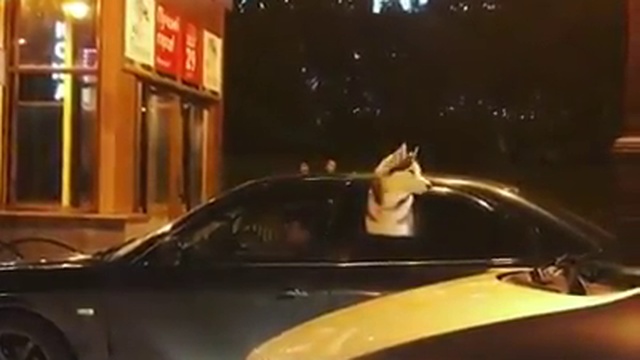 хаски воет на всю улицу смотреть онлайн