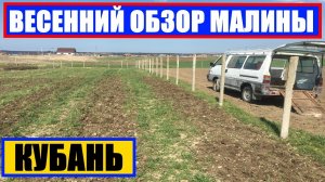 ВЕСЕННИЙ ОБЗОР МАЛИНЫ || #малина #малинапосадка Посадка малины: секреты огромного урожая!