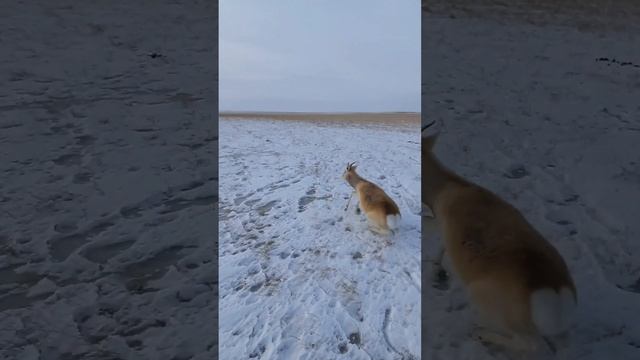 Дзерен , спасение . смотреть онлайн