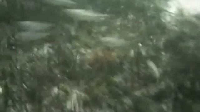 Подводная охота. Проба видеокамеры.Рыбки. смотреть онлайн