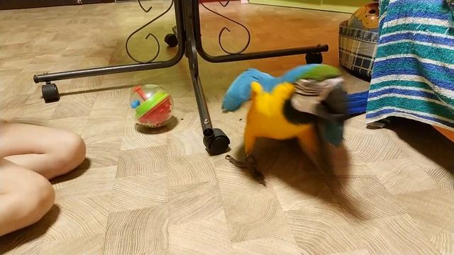 Попугай ара вынимает пробку за 30 секунд смотреть онлайн