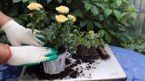 Как выращивать розу Кордана дома и в открытом грунте?