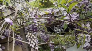 Как обрезать глицинию