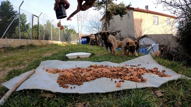13 puppies struggling to survive in the forest. The puppies left the kennel. Adorable Paws смотреть онлайн
