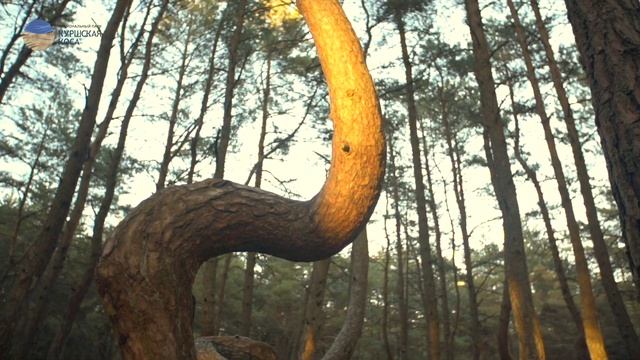 Куршская коса: достопримечательности | Экскурсия по национальному парку смотреть онлайн