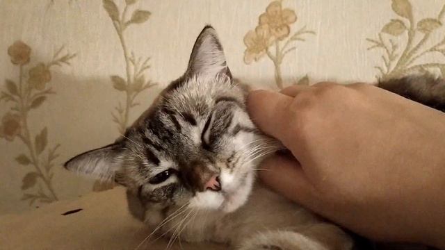 Белке вдруг запахло псиной смотреть онлайн