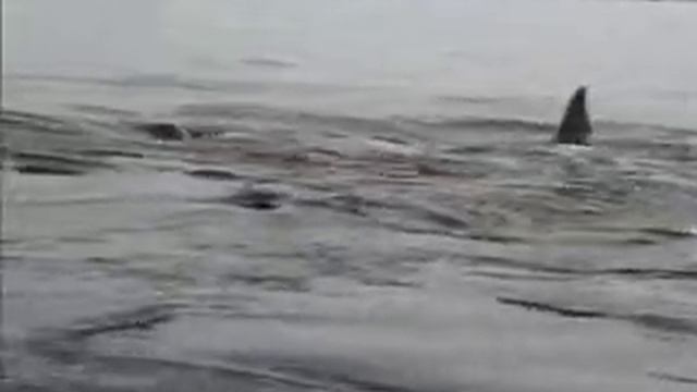 ONE LUCKY PENGUIN!! смотреть онлайн