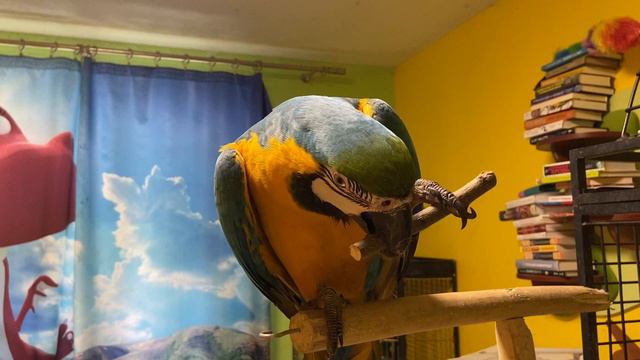 Попугай ара и каик грызут палки